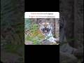Demands Respect Or Submission Lion Vs Tiger Shorts
