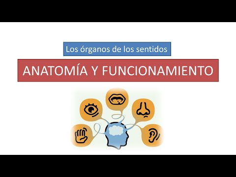 Anatomía y funcionamiento de los órganos de los sentidos.