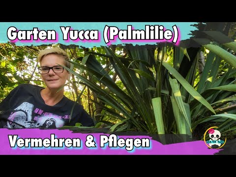 Garten Yucca / Palmlilie vermehren | Palmlilie pflegen | Yucca filamentosa - Agavengewächse