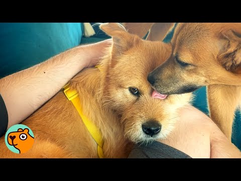 Meat Market Dog Cries In His Sleep Until This Happens | Cuddle Buddies