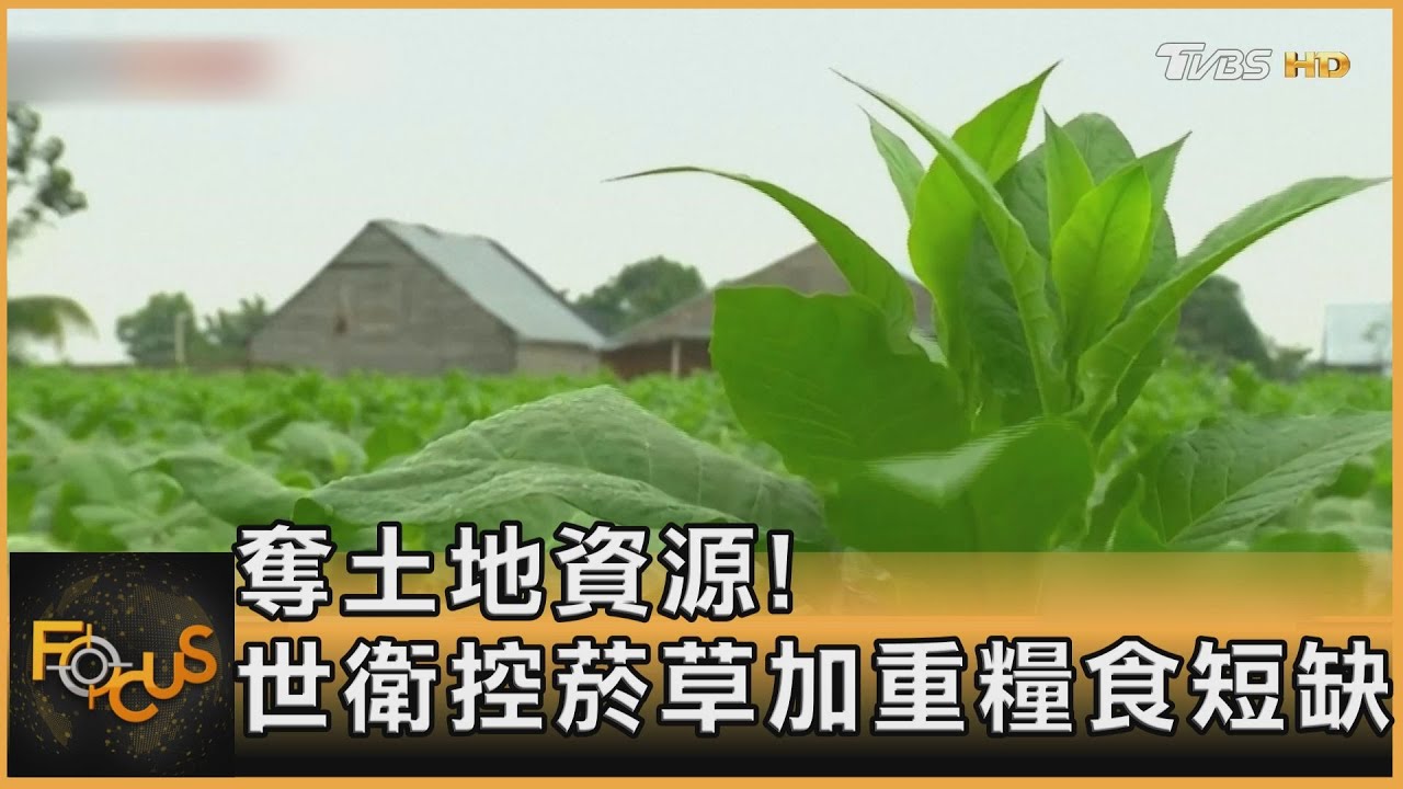 奪土地資源!世衛控菸草加重糧食短缺