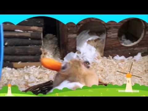 Chomik i Marchewka :)