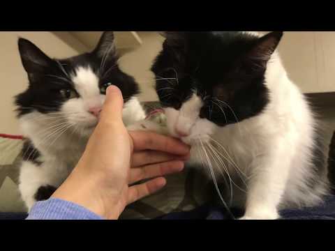 Miguel & Raoul, an adopted Domestic Medium Hair & Tuxedo Mix in Maple Ridge, BC_image-1