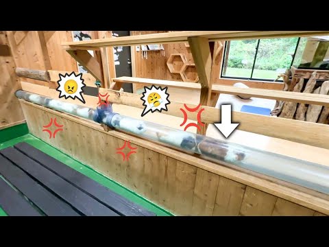 モルモットに禁止されている食べ物