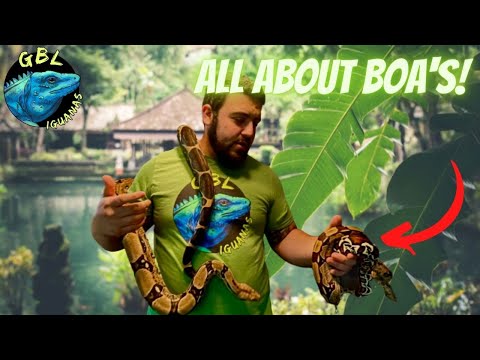 HOW TO CARE FOR RED TAIL BOAS (BCI & BCC)!! IN DEPTH CARE GUIDE!