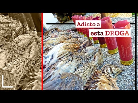 Cazando Codornices con una Diosa 💥¡La jornada perfecta!💥