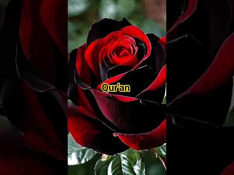 Surat Asra Ayat Number 1 - 6 #bayan #quotes #duet #alquran #kareem #1mviewers #viralshorts #ytshorts