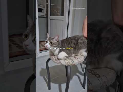 kediler aslında sıvı mı?  #kedivideoları #kedi #komikvideolar #kediler #komikvideo