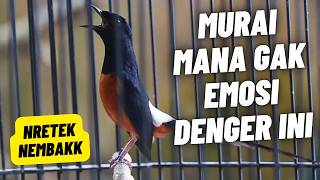 Download lagu MURAI BATU GACOR FULL ISIAN TEMBAKAN DAN KRETEKAN AMPUH MELATIH MURAI BATU EMOSI BONGKAR ISIAN mp3