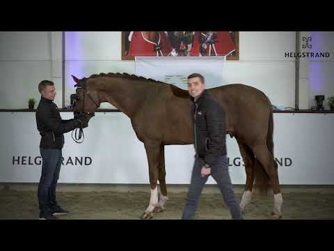 Vivino von Vivaldi / Dancier – hengst geboren 2016 (GER)