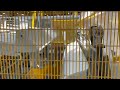 Riproduci video