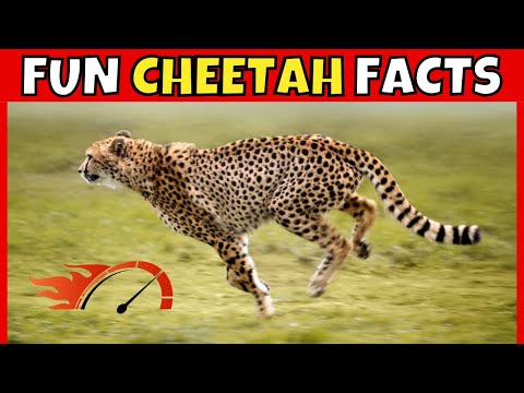 10 Fun Facts About Cheetahs: The World's Fastest Land Animals