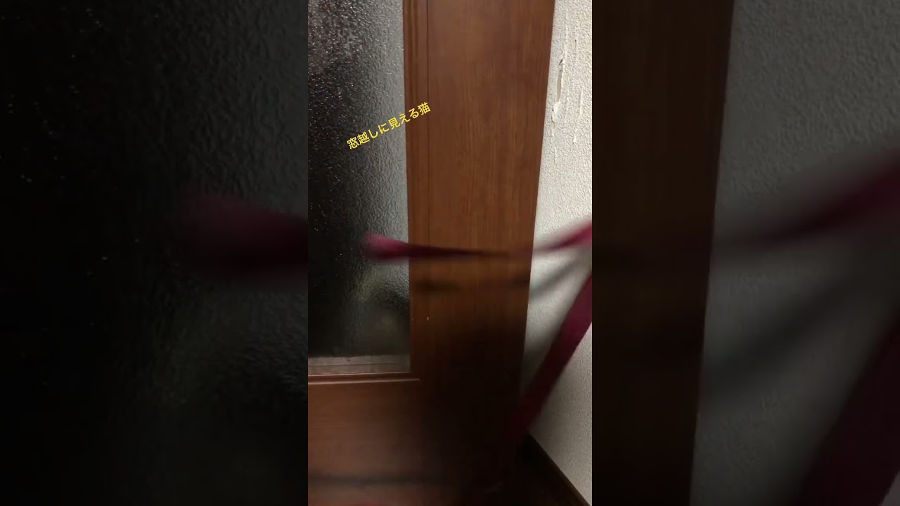 窓越しに見える猫