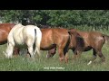 Zebra And Horses My New Video