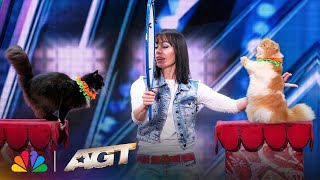 The Savitsky Cats: Super Trained Cats Perform Exciting Routine | AGT thumbnail