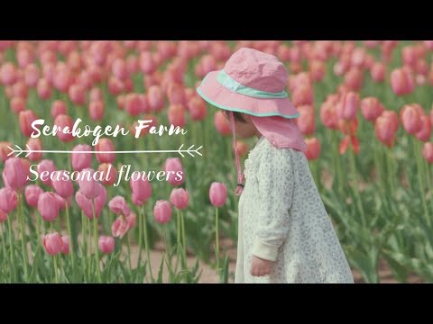 ＊世羅高原農場＊癒しの花畑 ダイジェスト版