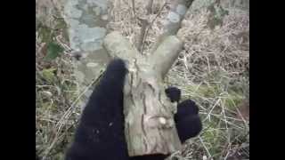 sourcing natural forks for slingshots / catapults