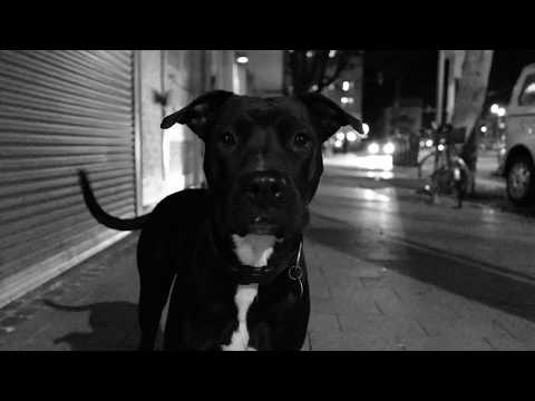 TILIDEAN - ALLES FAKE (Offizielles HD Streetvideo)