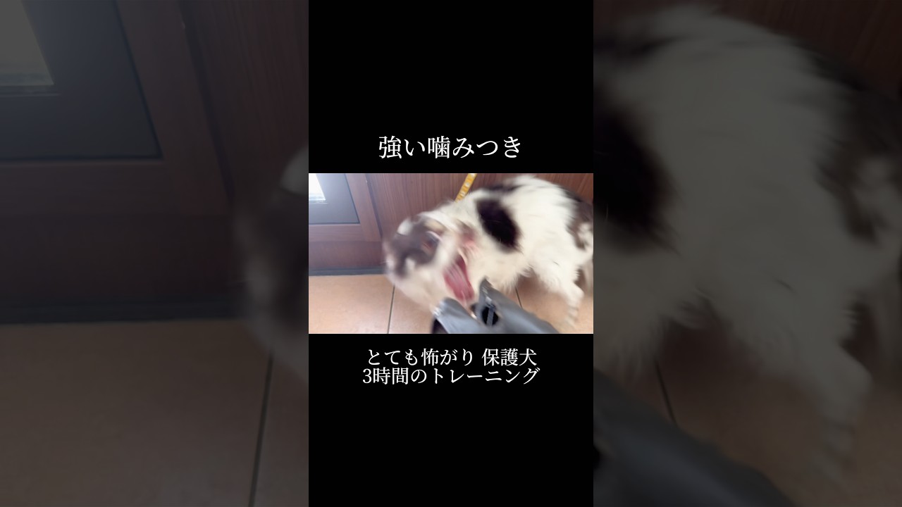 人が学び、分かりやすく伝えることが重要 #doglibre #保護犬 #噛み癖 #本気噛み #犬のしつけ #ドッグトレーニング