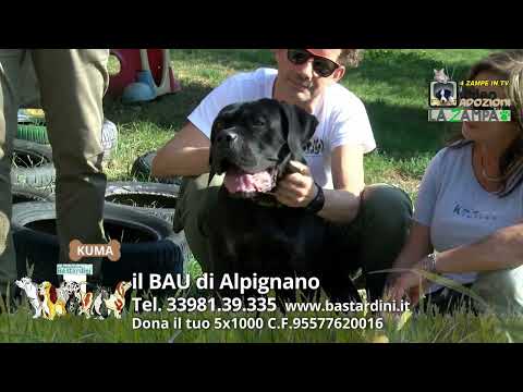 BAU ALPIGNANO (136) Puntata 1618