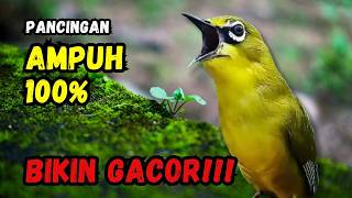 Download lagu Hitungan Detik Pleci Jenis Papun Ikut Bunyi, Pancingan Ampuh Bikin Pleci Gacor mp3