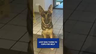 Lost dog walks into Tampa police station, reunited with owner via microchip