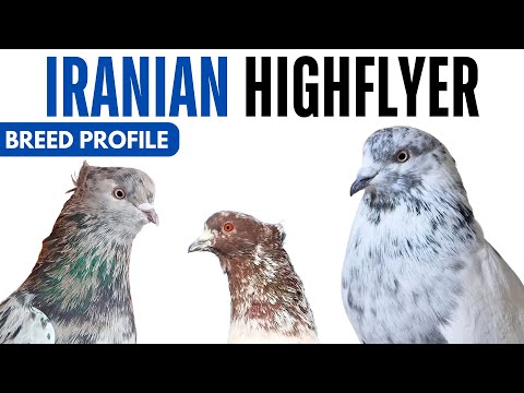 Iranian Highflyer Pigeon Breed Profile - History - Toghie Tumbler Pigeon Health Issues Price