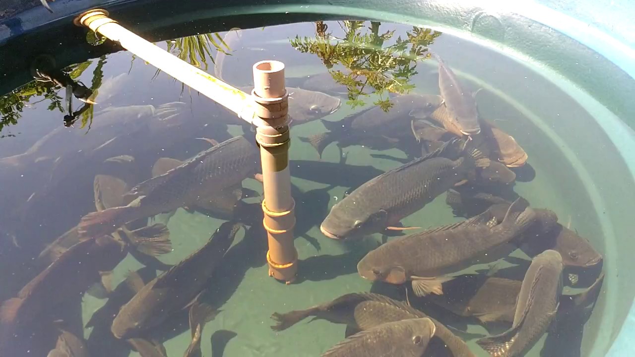 Tilápias em caixa d`água - Após 1 mês como estão os alevinos