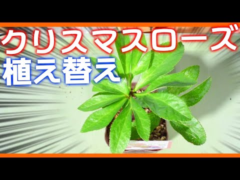 園芸 レンテンローズ、オリエンタルヘレボルス