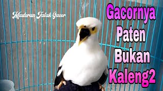 Download lagu Masteran Burung Jalak Pito Gacor Full Isian - Jalak Putih Super Gacor Bikin Emosi mp3