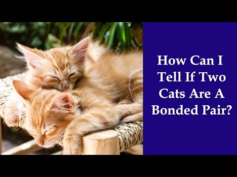 YouTube video about: How to separate bonded cats?