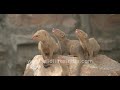 Meet Riki Tiki Tawi And Ravi Our Wildfilmsindia Family Of Baby Mongoose In Delhi