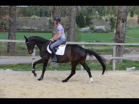 Cina von Worrenberg, OS, geb. 2013, Cador x Quintender, 167 cm