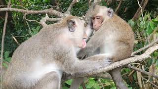 The monkeys are playing together.