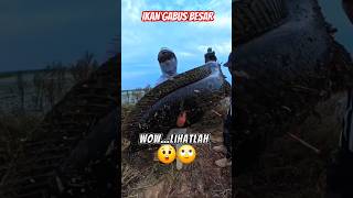 Download lagu MANCING IKAN GABUS BESAR!!#fishing #fish mp3