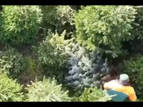 German Growers Begin Christmas Tree Harvest