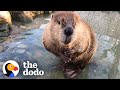 Rescue Beaver Steals His Mom’s Stuff To Build Dams | The Dodo