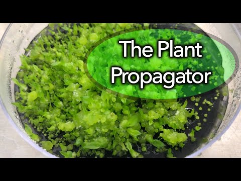 Transferring a TON of orchid seedlings!