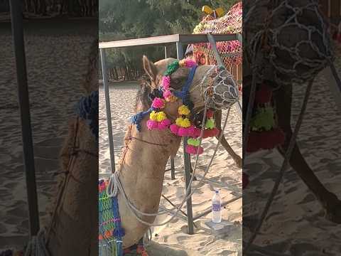 🐪🐫🐪🐫camal savari.kannur#chootad beach park#shortsfeed #Greenvalue❤️