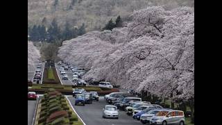 【静岡県・散歩 】〔富士霊園 の桜〕※ 2026 年 04 月 03 日（金）