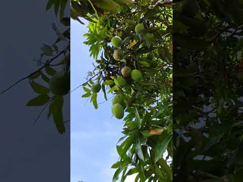 4 hectares em catende