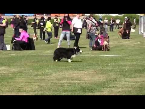 Punainen kortti, SM 2015