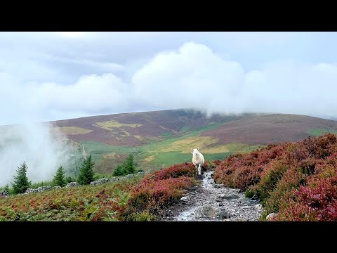 Ireland  - Crone Wood and Maulin Mountain