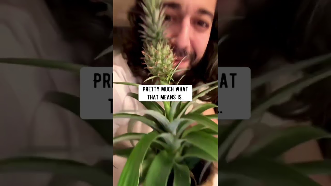 How to Use Matches to Feed Plants! creative explained - YouTube