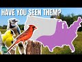 10 Backyard Birds Everyone Should Know: An Identification Guide with Range Maps!