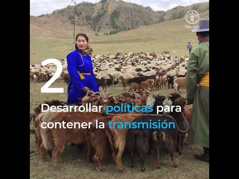 Prevenir la próxima pandemia de origen animal