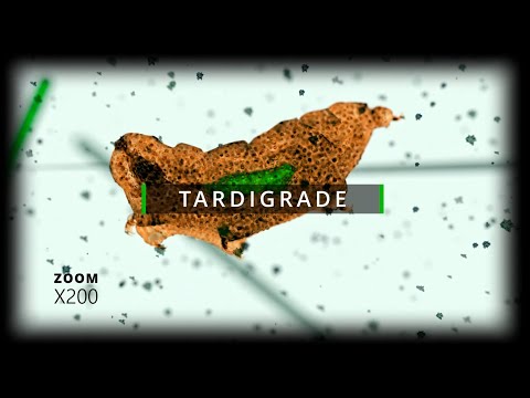 Tardigrade Under Microscope (Full HD CGI)