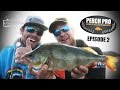 Perch Pro - EPISODE 2 - The Next Level of Perch Fishing | Kanalgratis.se