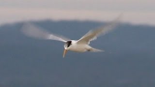 preview picture of video 'Caspian Tern fishing near Maria Island, Tasmania'