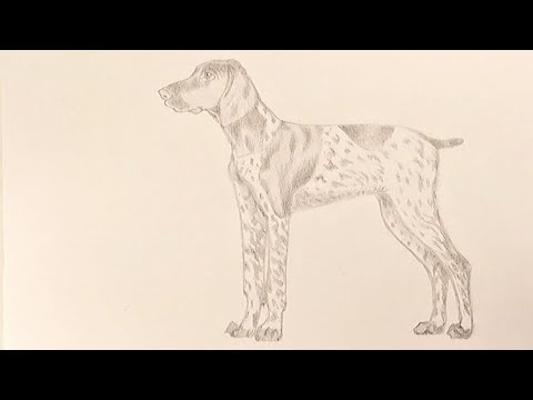 How to Draw a German Short Haired Pointer Step by Step